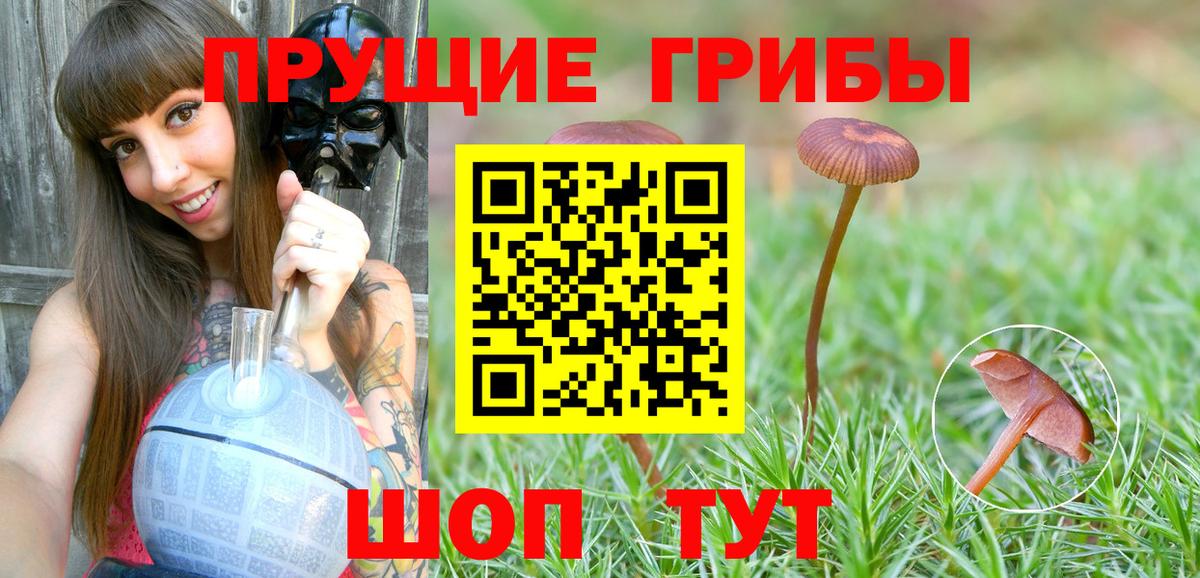 Галлюциногенные грибы Psilocybe  купить закладку  Псилоцибиновые грибы Psilocybine cubensis  Иркутск 